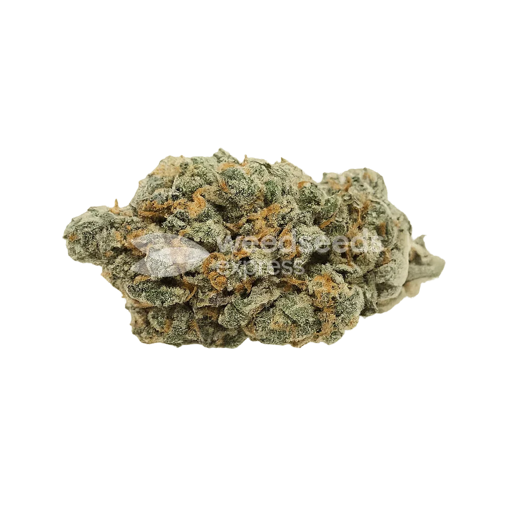 Bud de Black Jack Auto