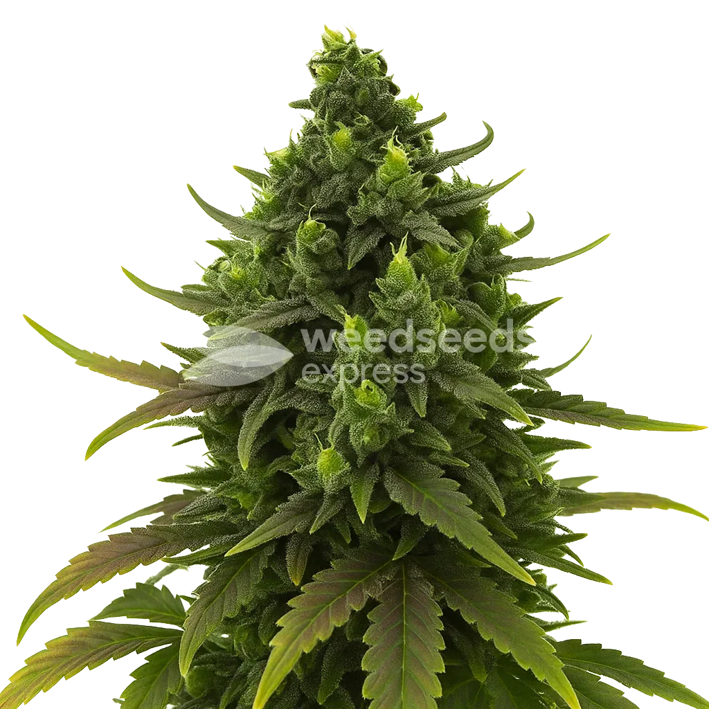 Plante de Black Jack Auto