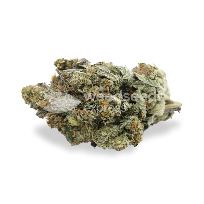 Black Jack bud