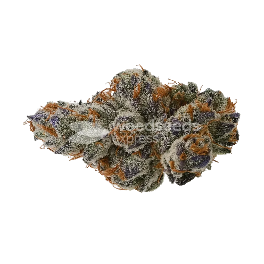 Bud de Black Runtz Auto