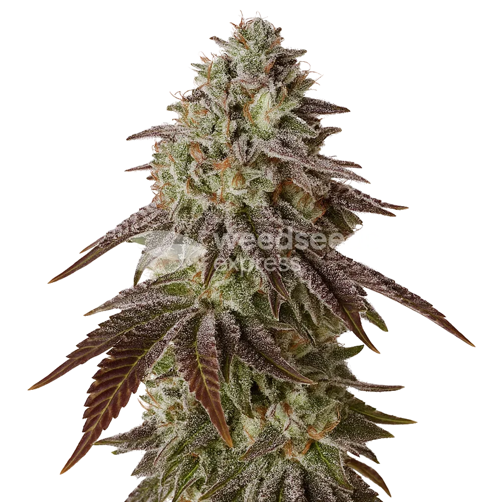Plante de Black Runtz Auto