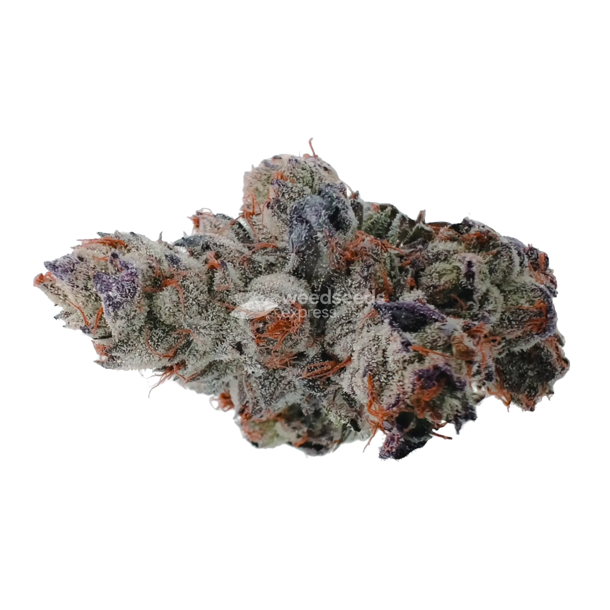 Black Runtz Bud