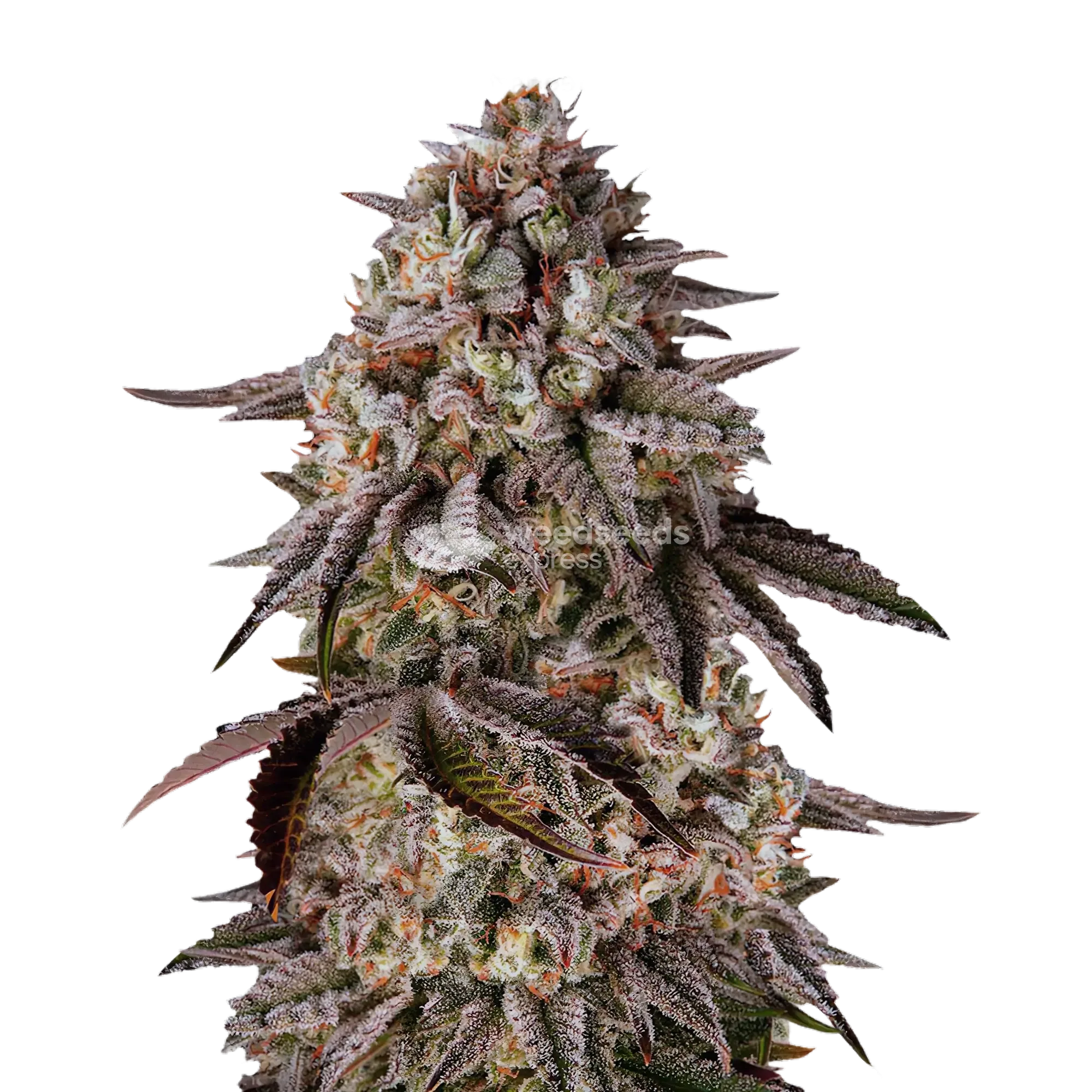 Black Runtz Plante