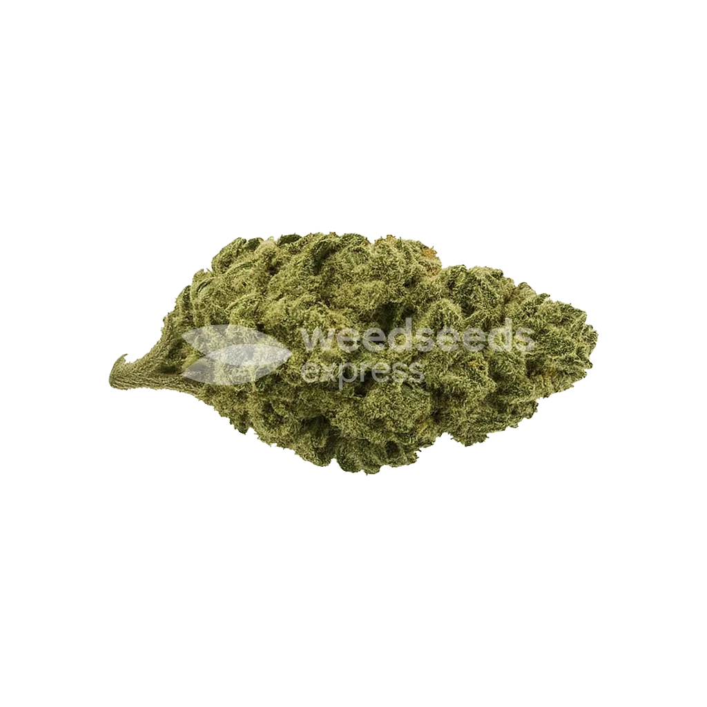 Bud de Black Widow Auto