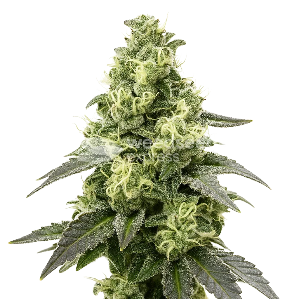 Plante de Black Widow Auto