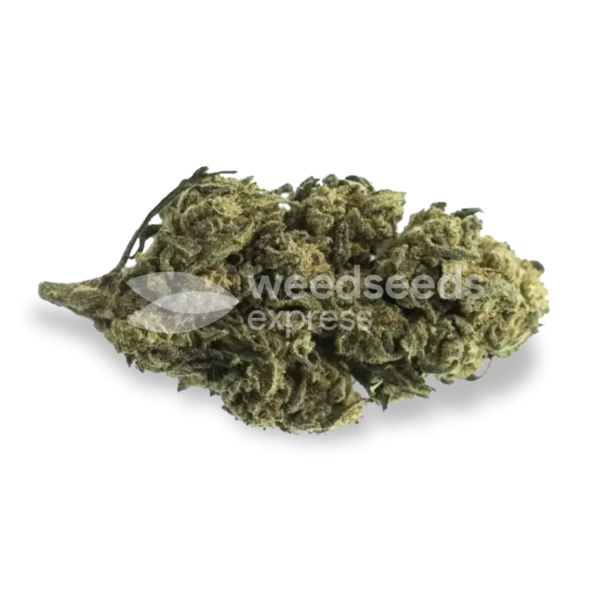 Black Widow Bud