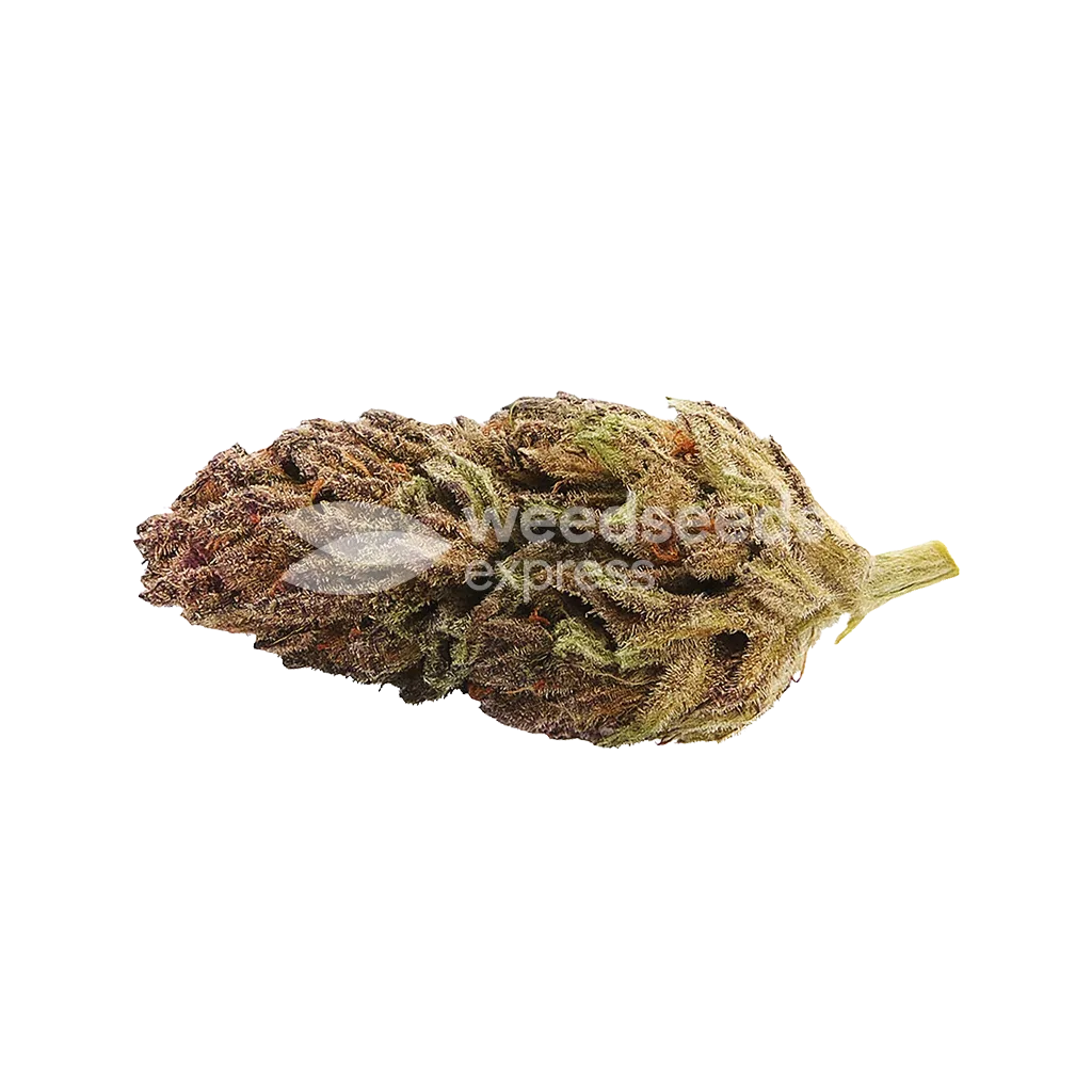 Bud de Blackberry Kush Auto
