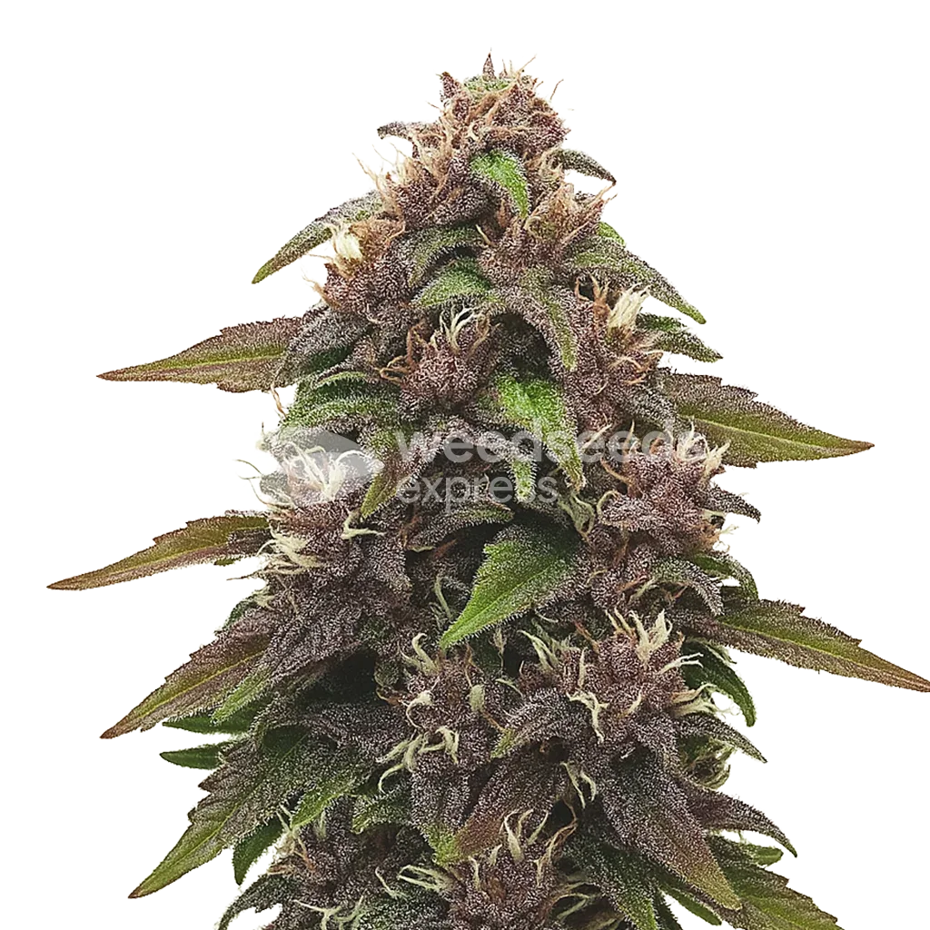 Plante de Blackberry Kush Auto