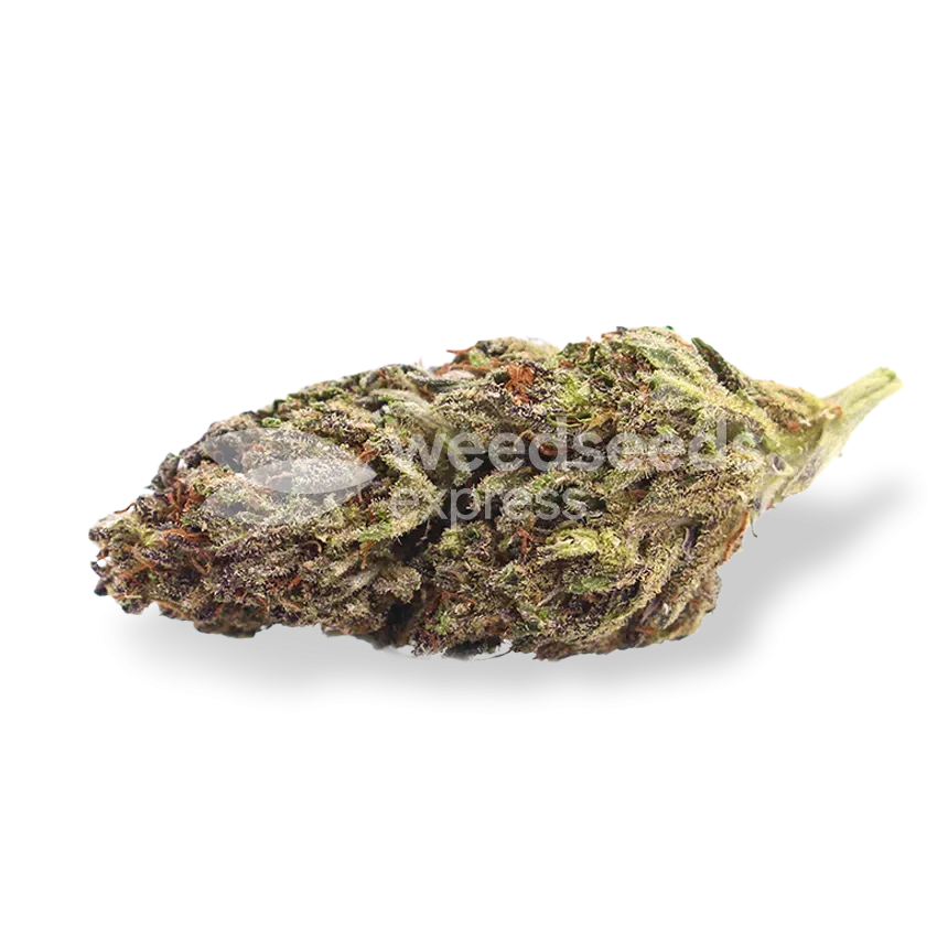 Blackberry Kush bud