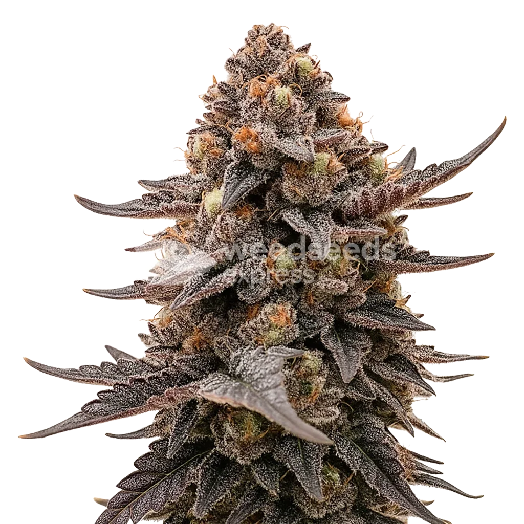 Plante de Blackberry Moonrocks Auto