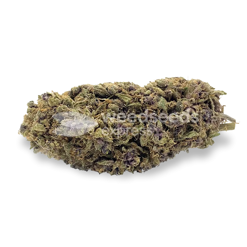 Blackberry Moonrocks bud