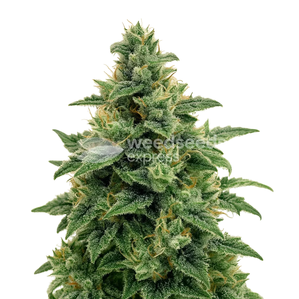 Plante de Blue Amnesia Auto