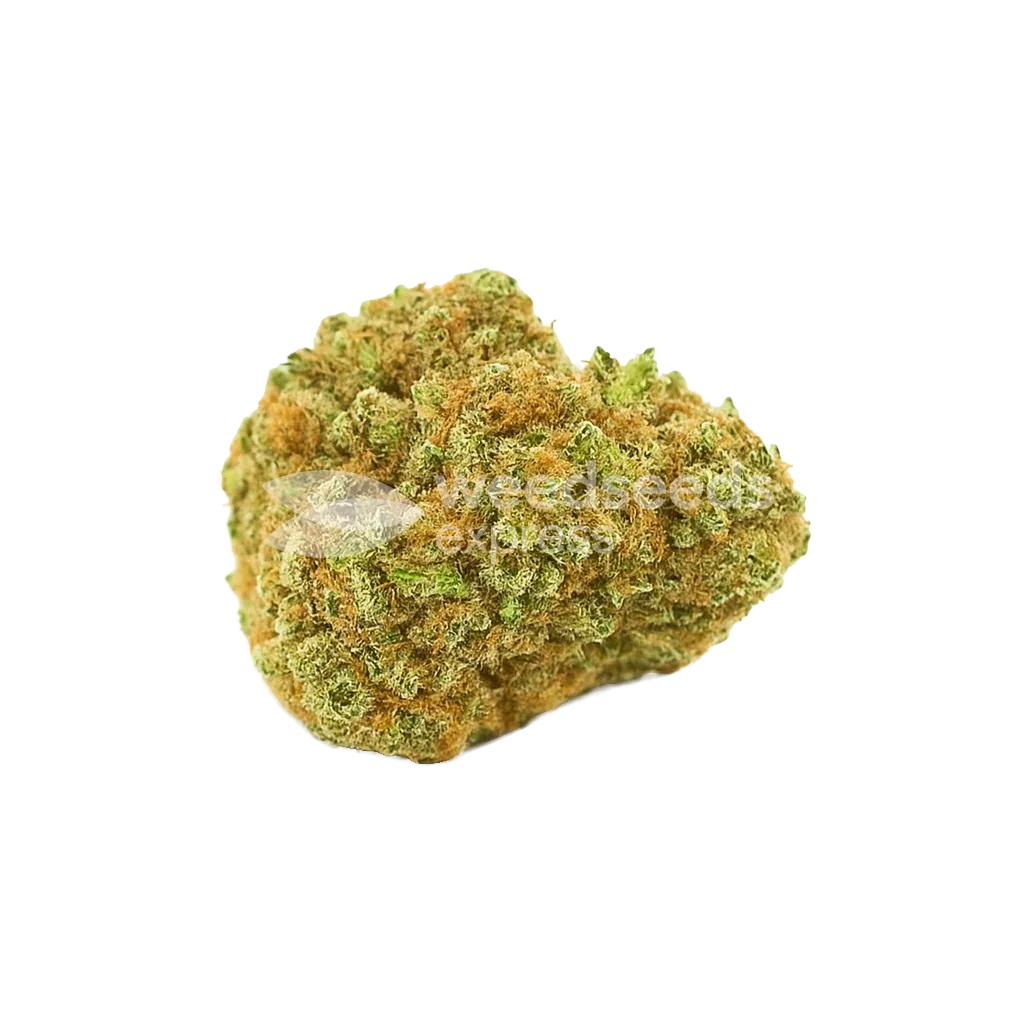 Bud de Blue Cheese Auto