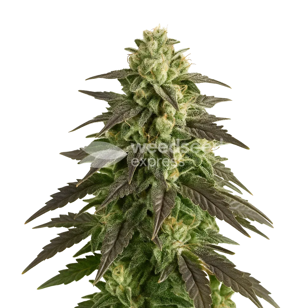 Plante de Blue Cheese Auto
