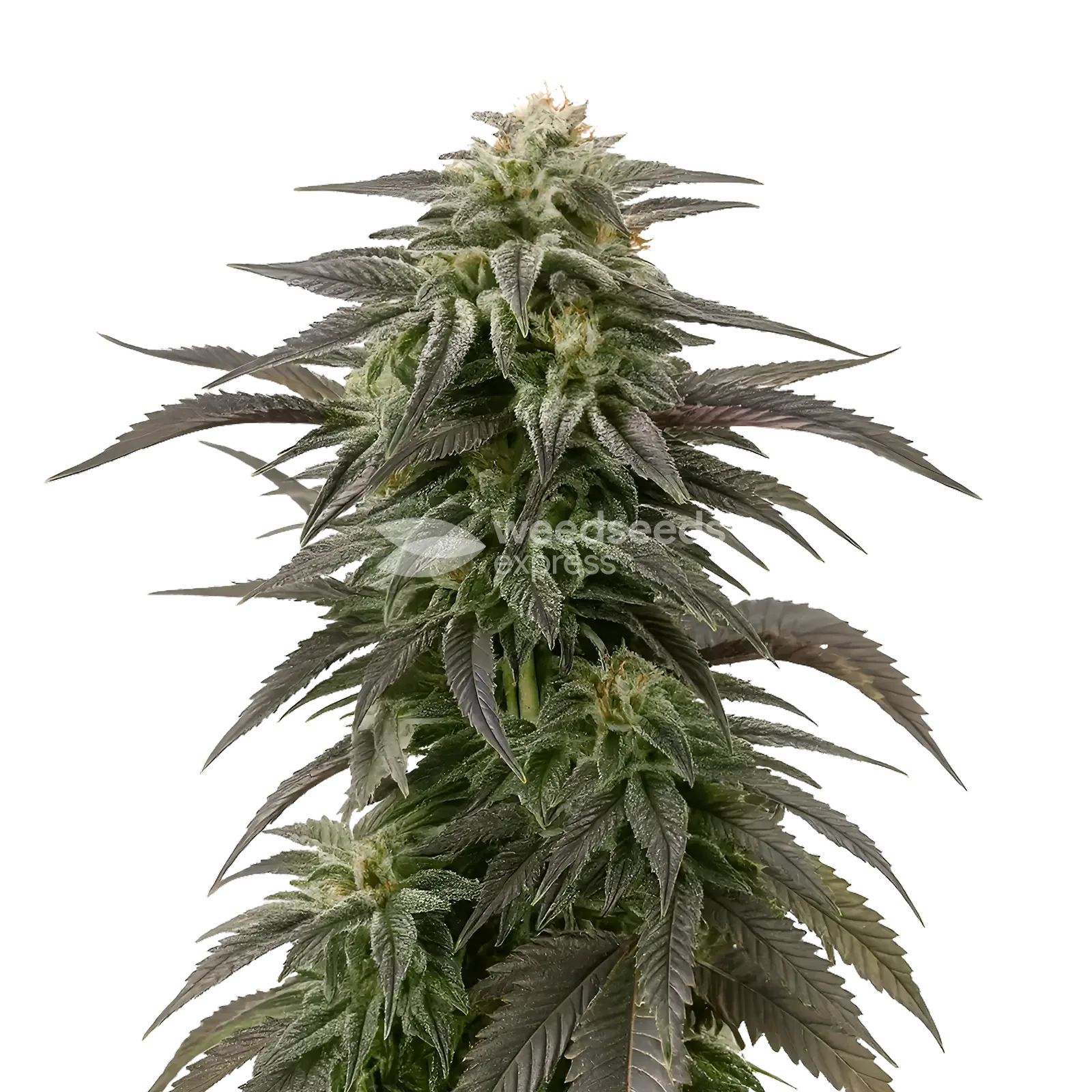 Plante de cannabis Blue Cheese