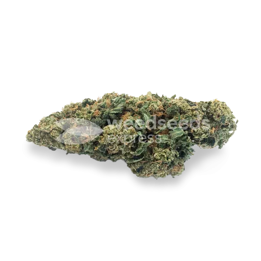Blue Cookies bud