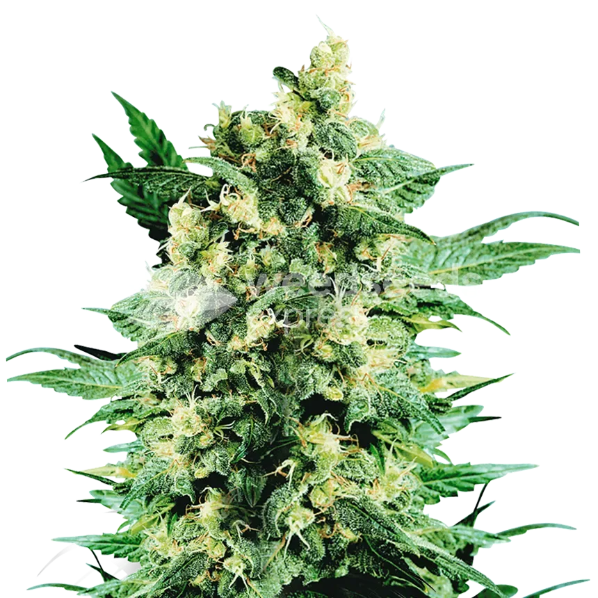 Blue Cookies plant