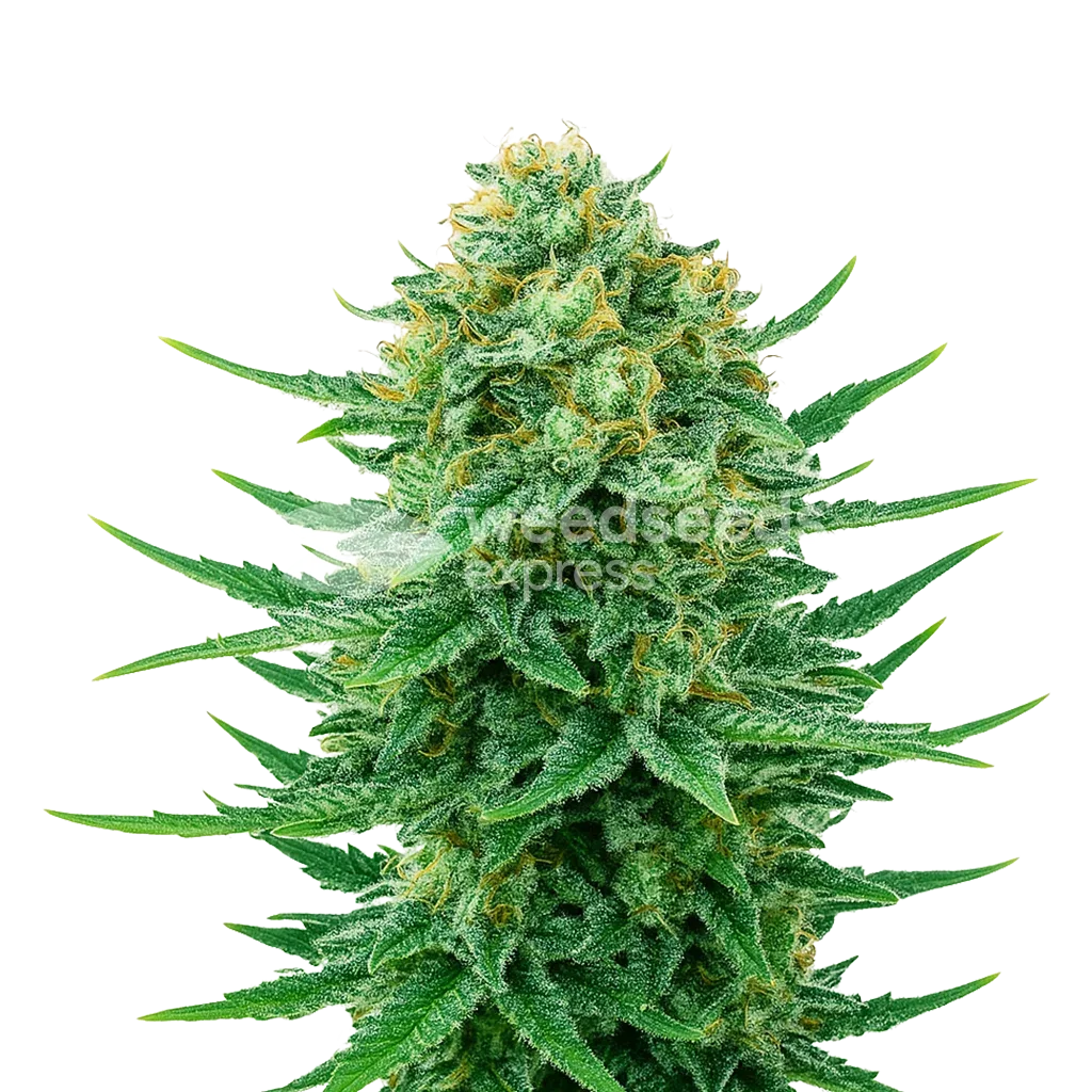 Plante de Blue Dream Auto