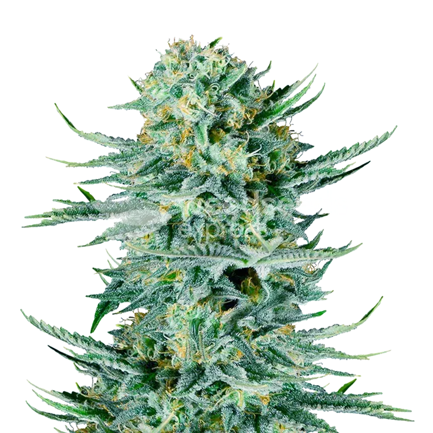 Plante de cannabis Blue Dream