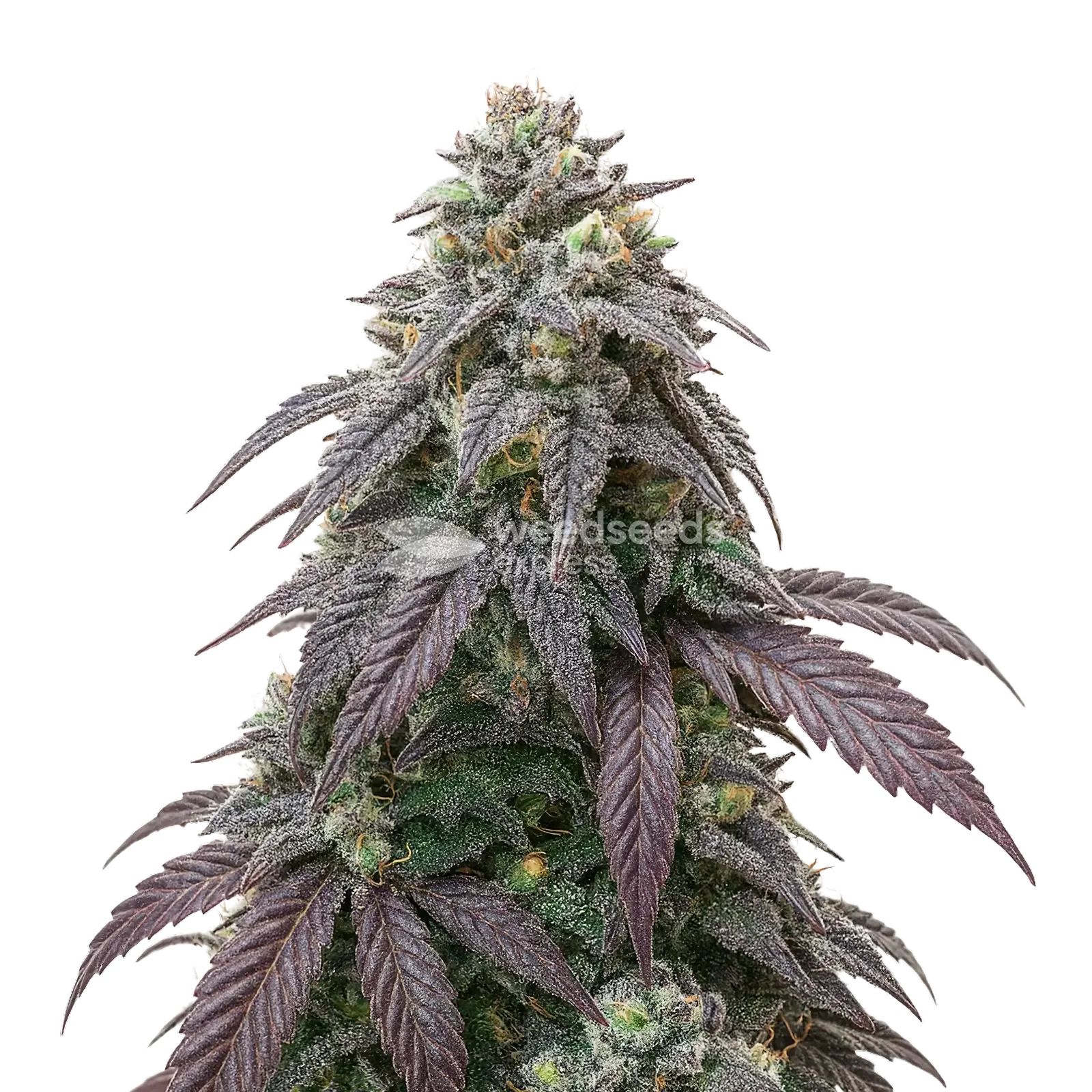 Plante de cannabis Blue Zushi