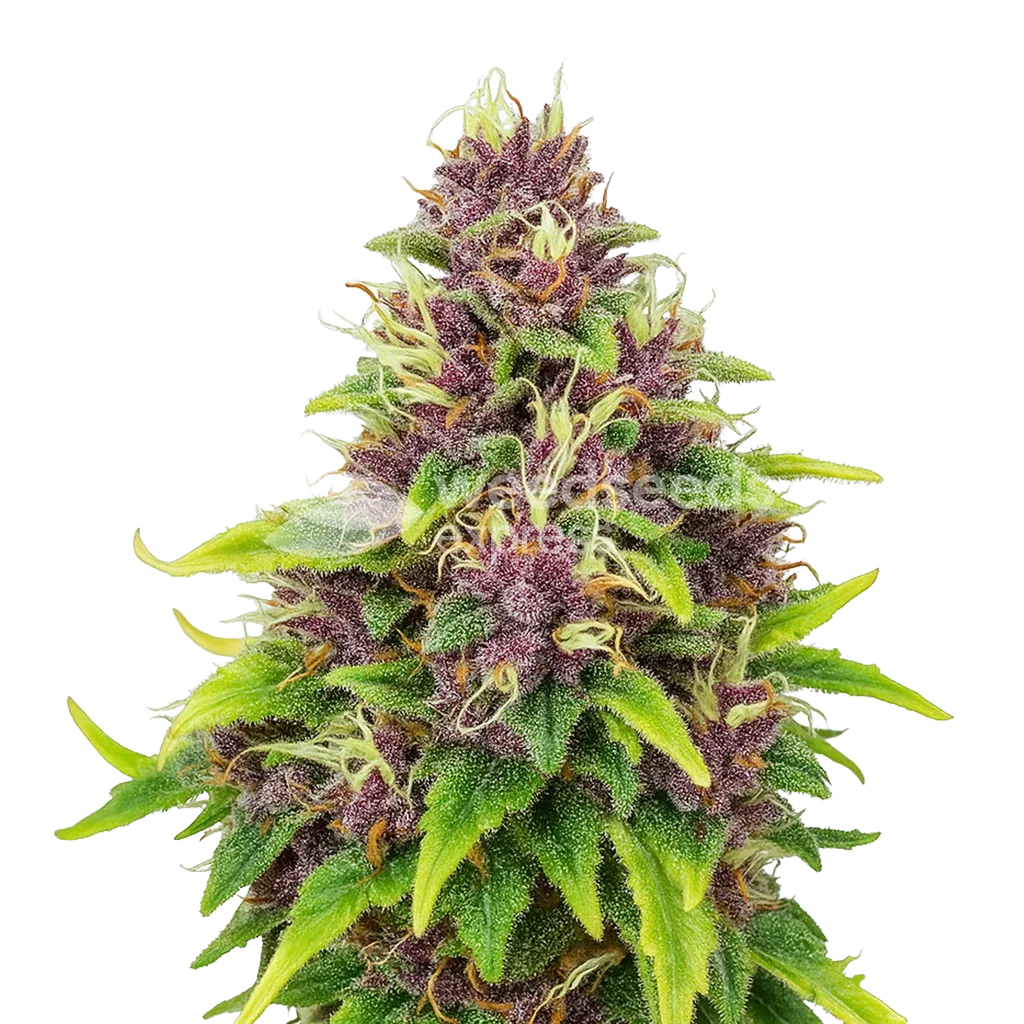 Plante de Blueberry Auto