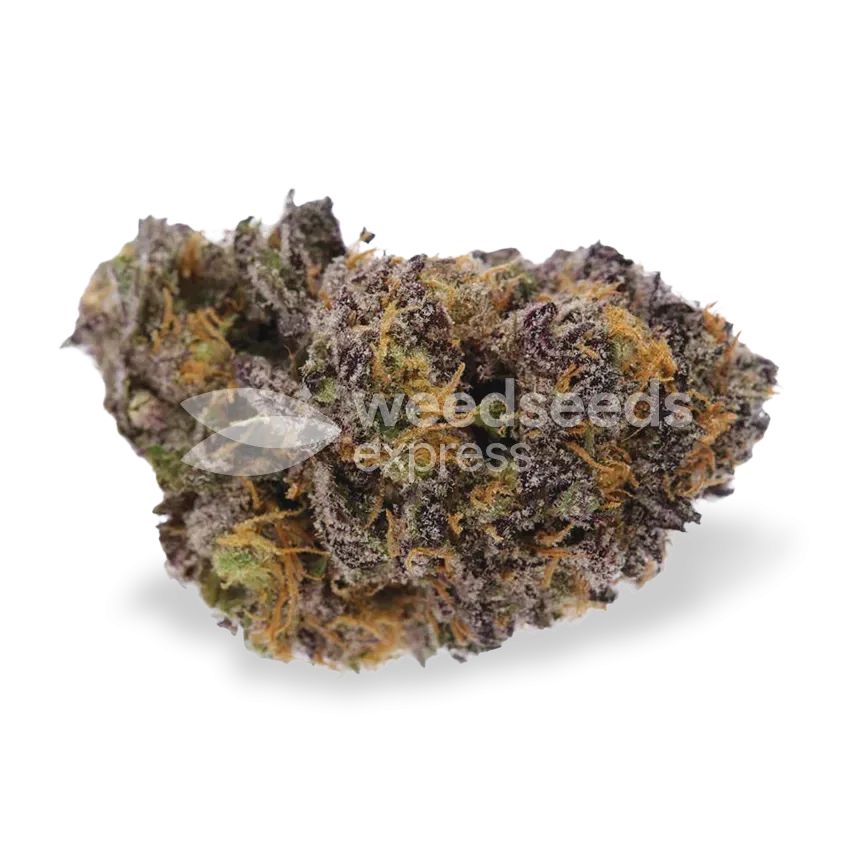 Blueberry Bud