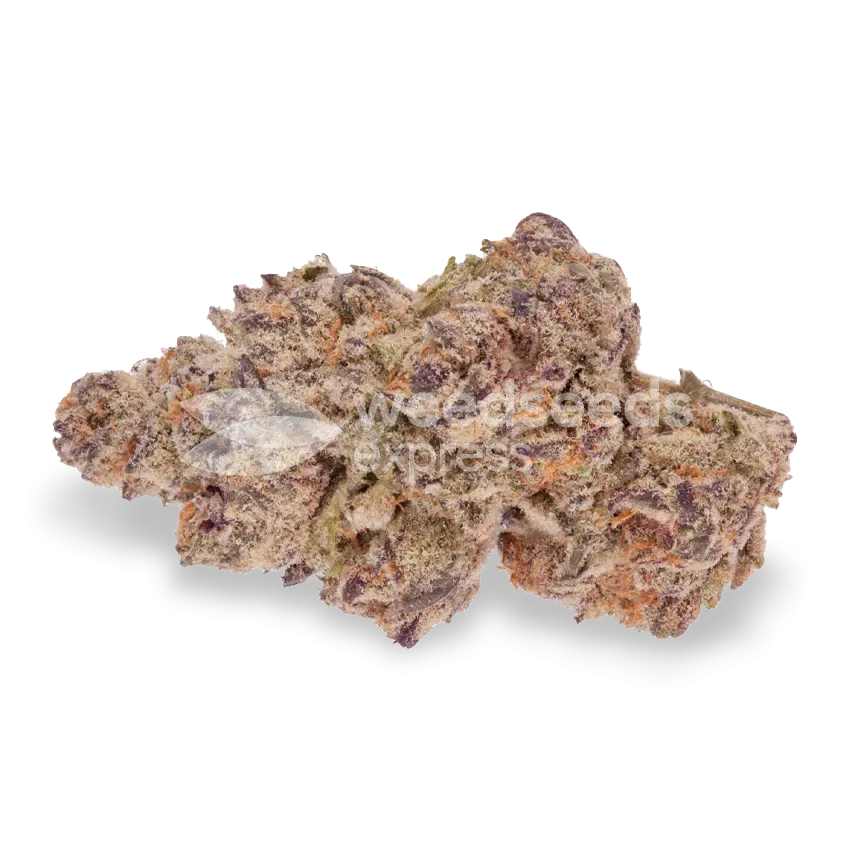 Blueberry CBD bud