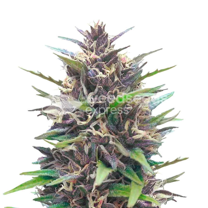 Blueberry CBD plant