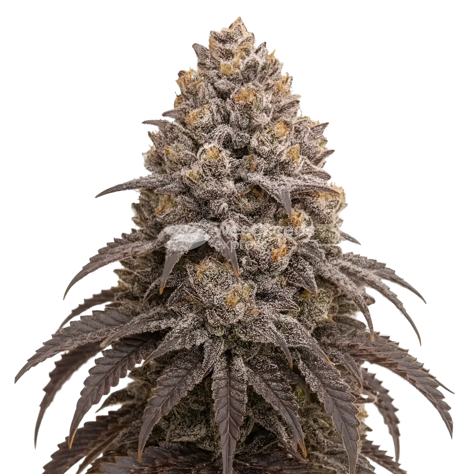 Plante de cannabis Blueberry Kush