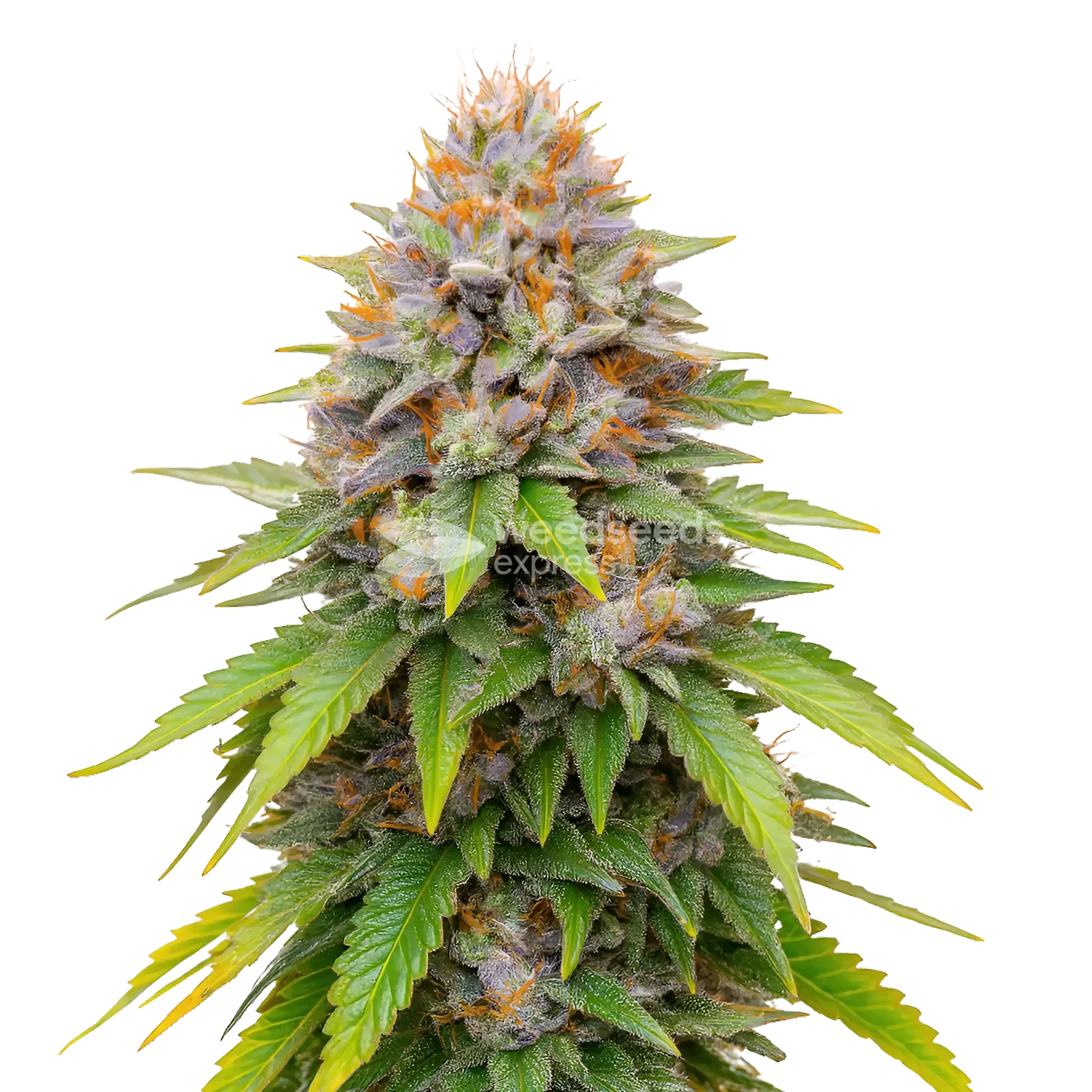 Plante de cannabis Blueberry Muffin