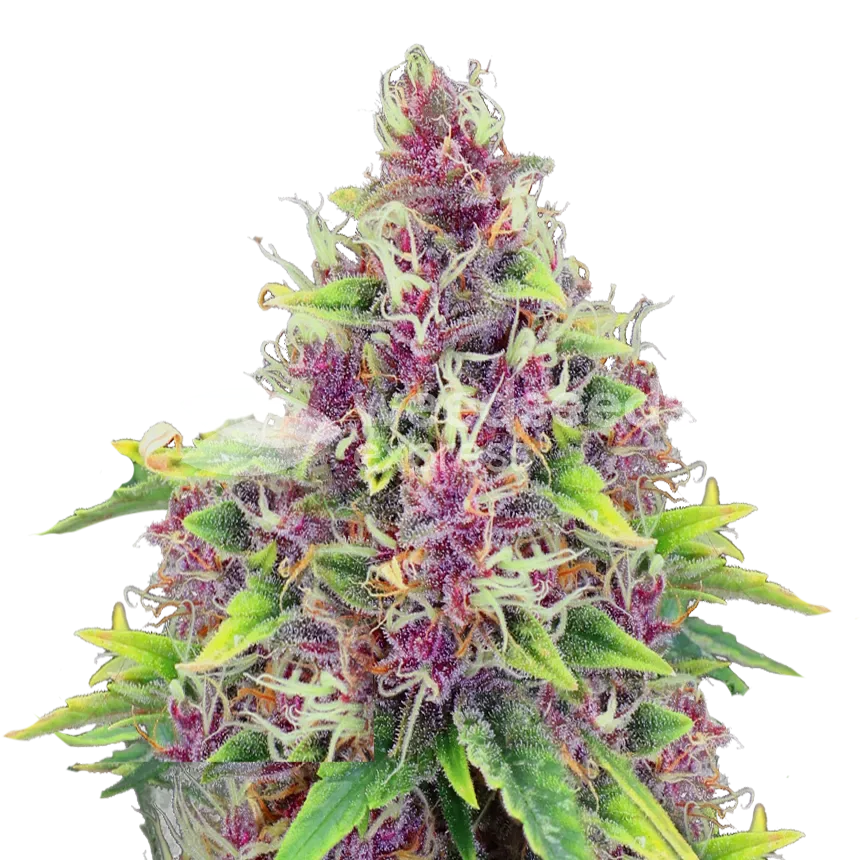Blueberry Plante