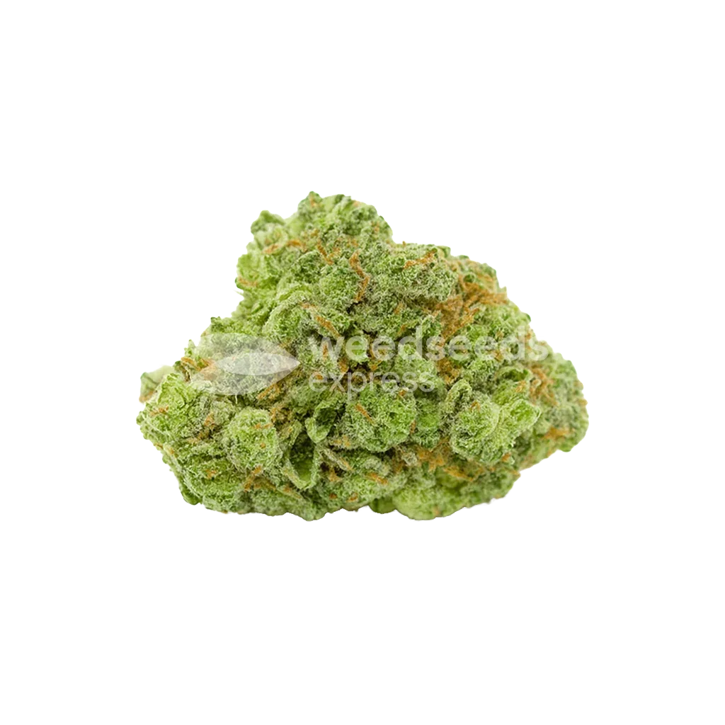 Bud de Bruce Banner Auto