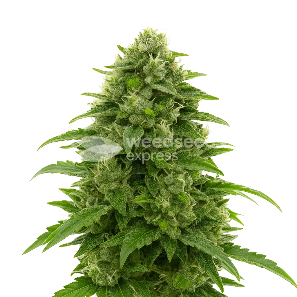 Plante de Bruce Banner Auto