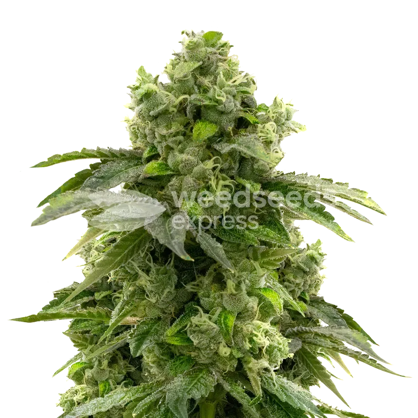 Bruce Banner plant