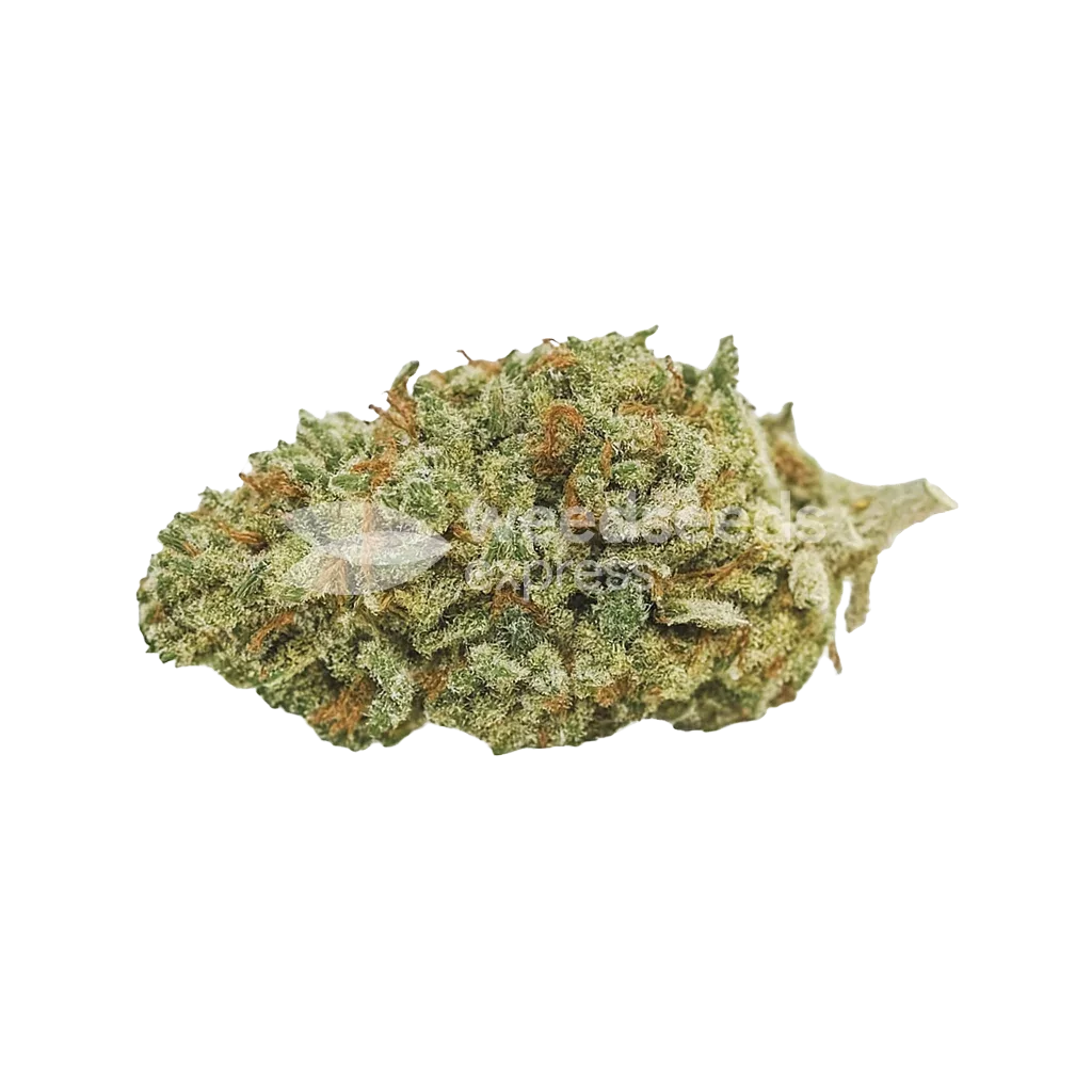 Bud de Bubba Kush Auto