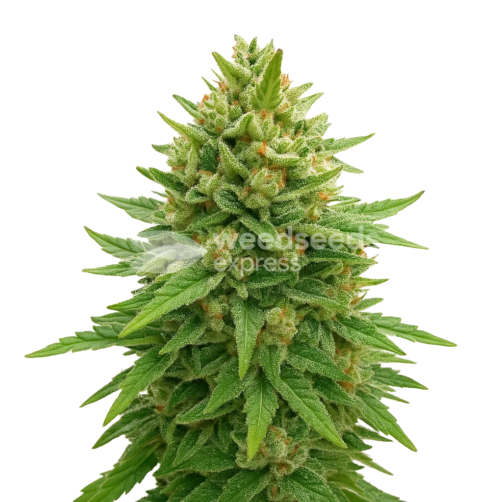 Plante de Bubba Kush Auto
