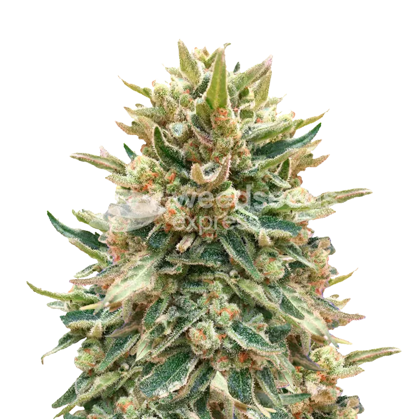 Bubba Kush plant