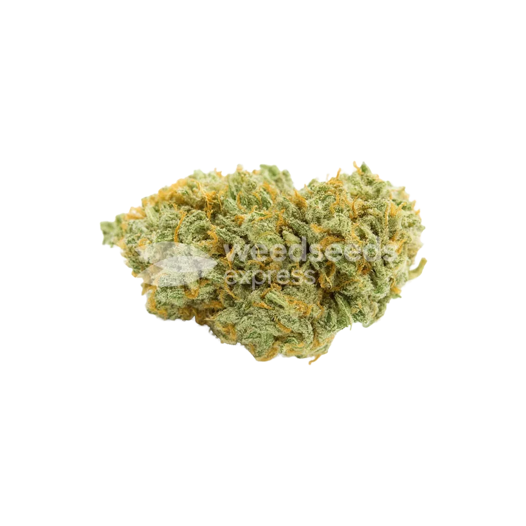 Bud de Bubblegum Auto