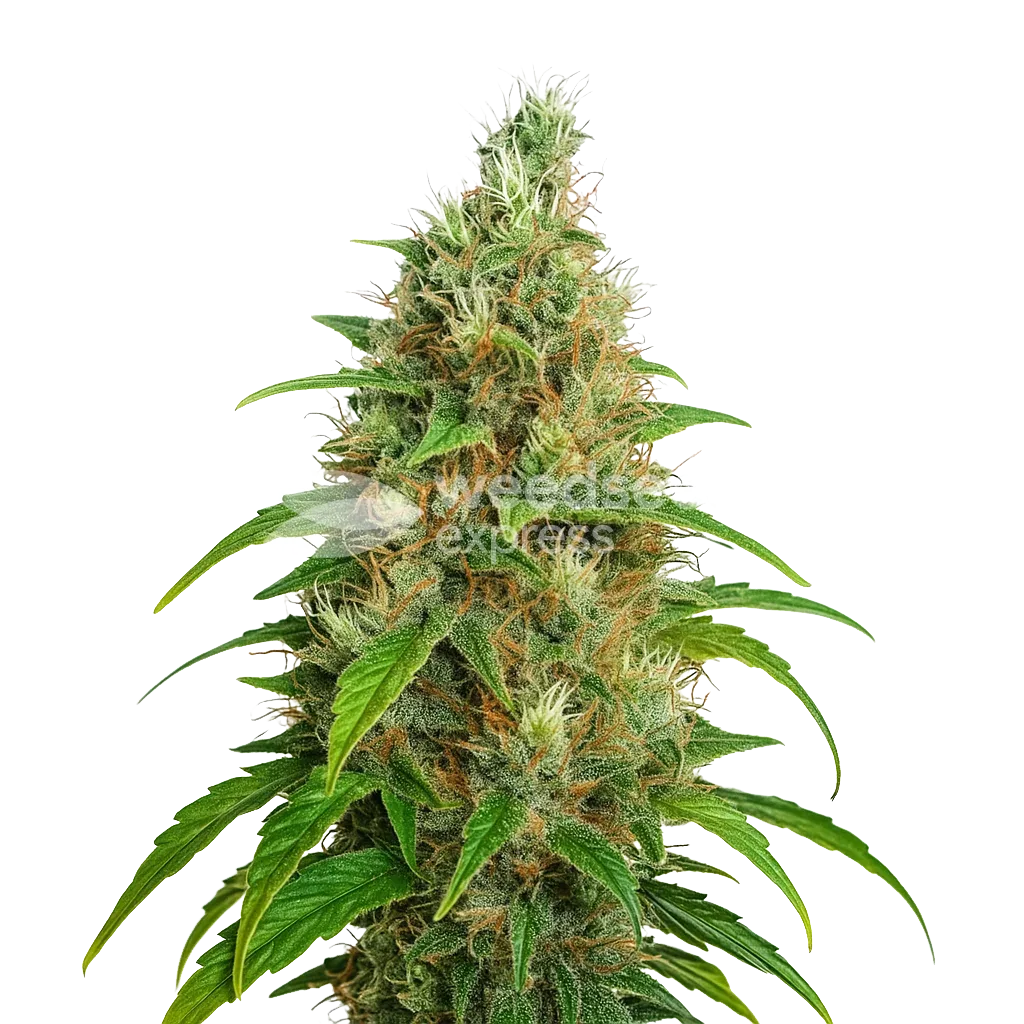 Plante de Bubblegum Auto