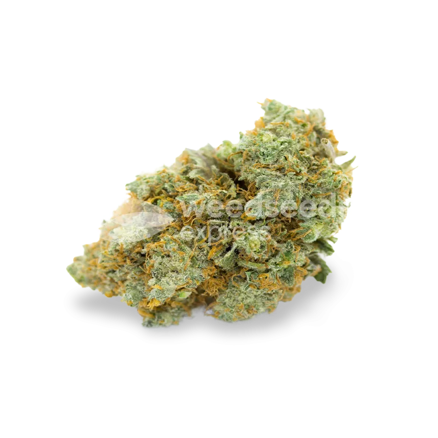 Bubblegum bud