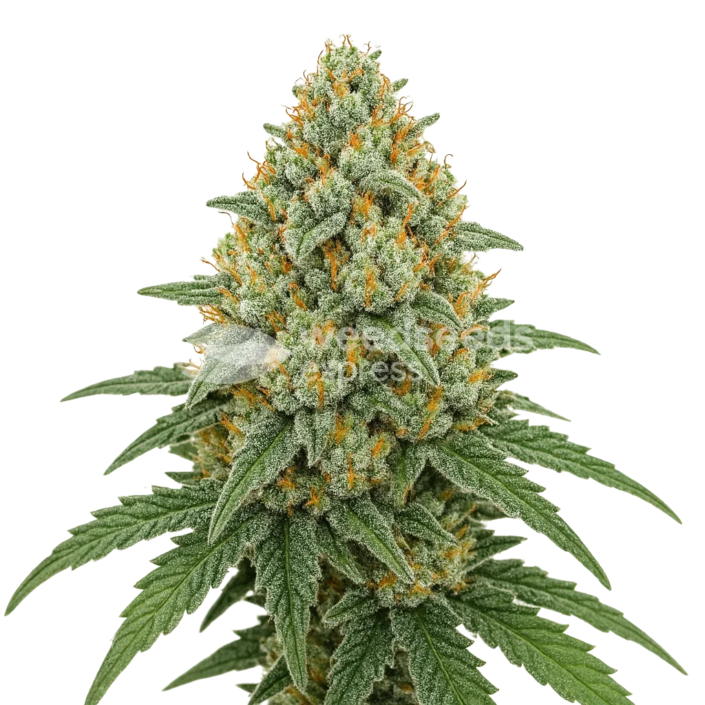 Plante de Bubblegum Sherbet Auto