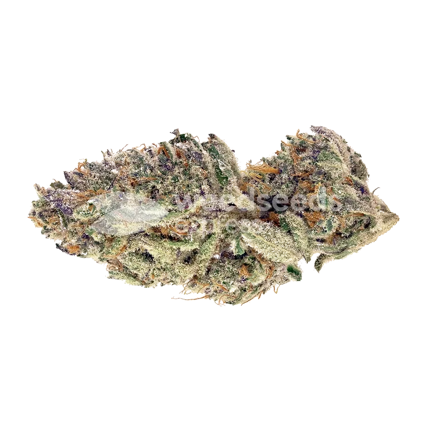 Bubblegum Sherbet Bud