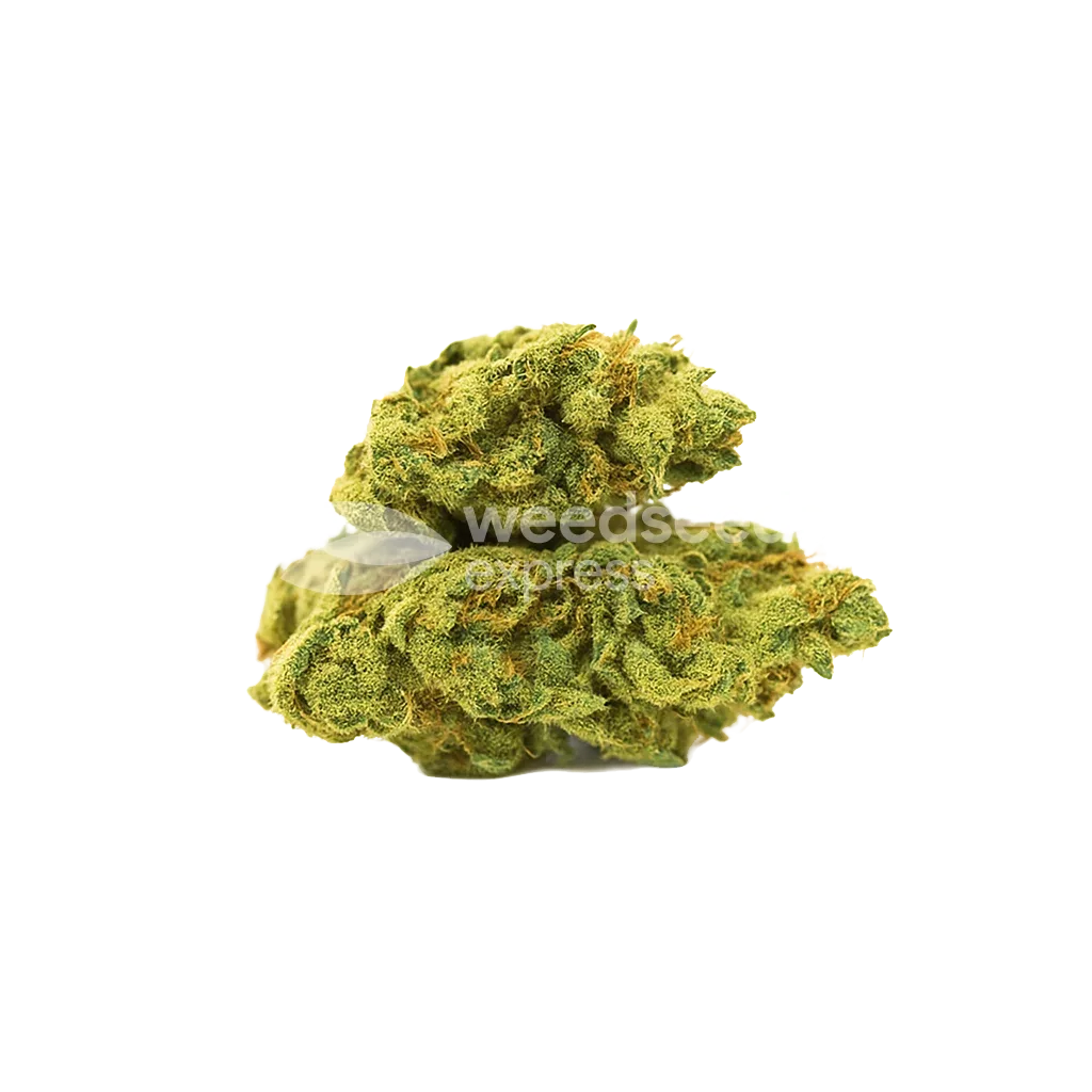 Bud de C. Banana Auto