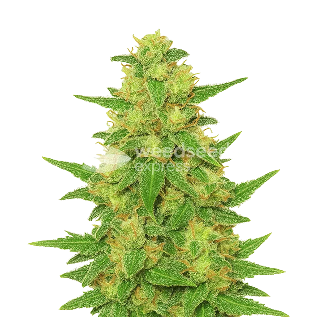 Plante de C. Banana Auto