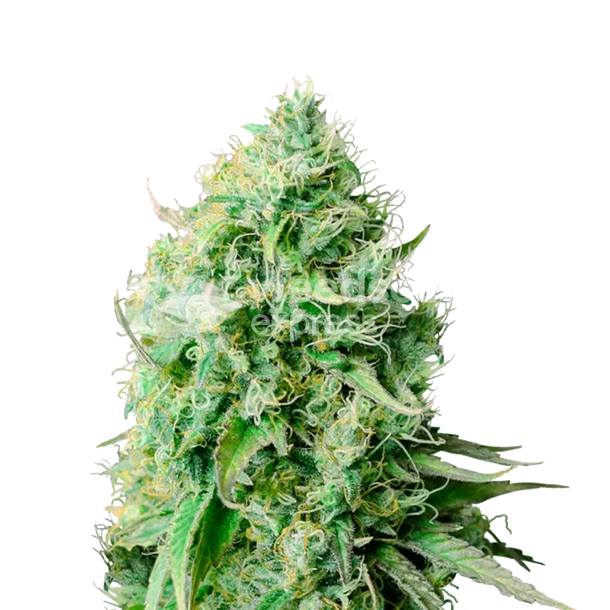 Cannatonic Plant