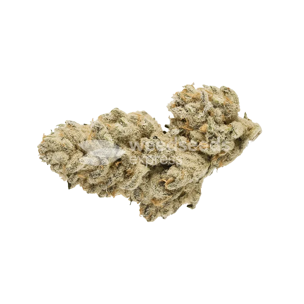 Bud de Cap Junky Auto