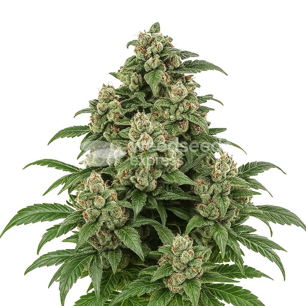 Plante de Cap Junky Auto