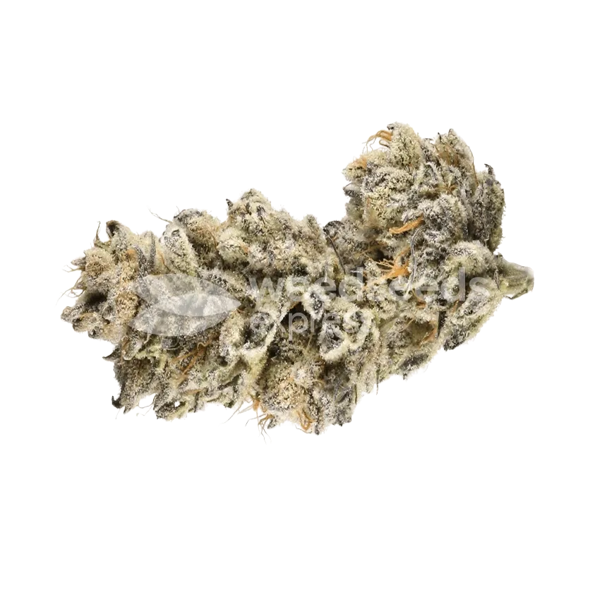 Cap Junky Bud
