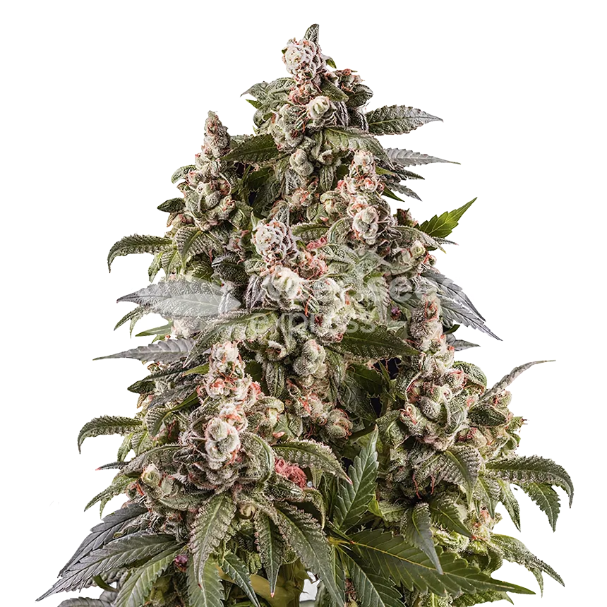 Cap Junky Plante
