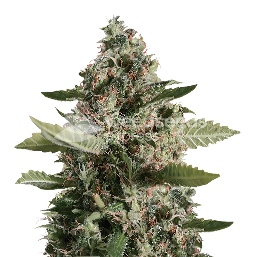 CBD Candida Plant